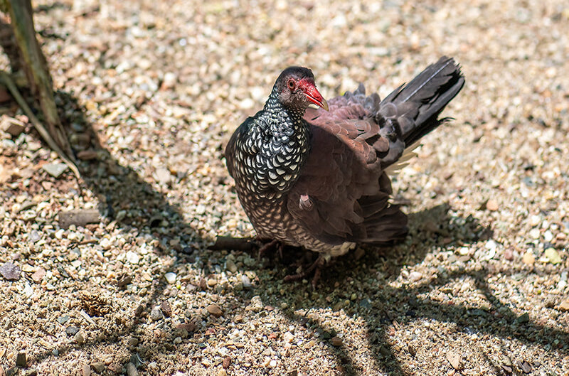 Scaled Pigeon, Paloma Escamada, Patagioenas speciosa