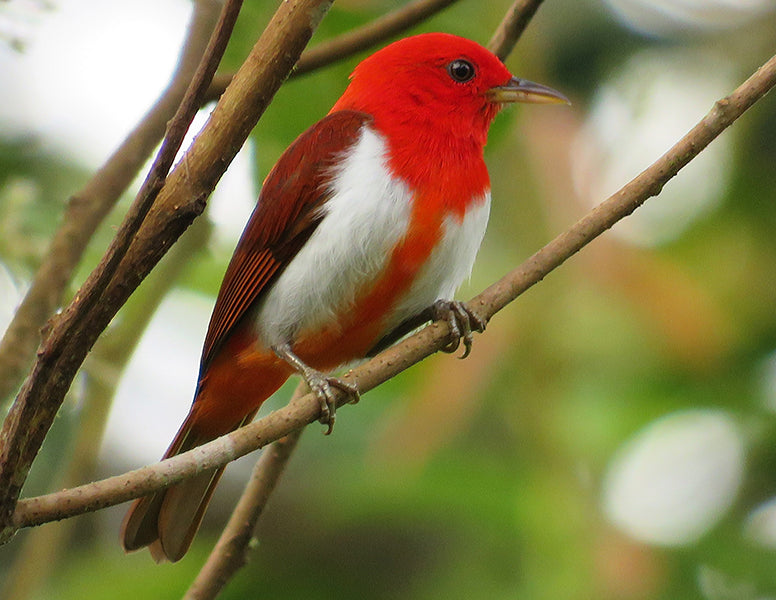 Scarlet and White Tanager, Chrysothlypis salmoni, Chocito Escarlata