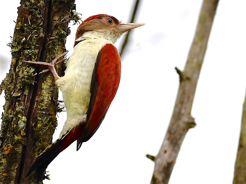 Scarlet-backed Woodpecker, Veniliornis callonotus, Carpintero Escarlata