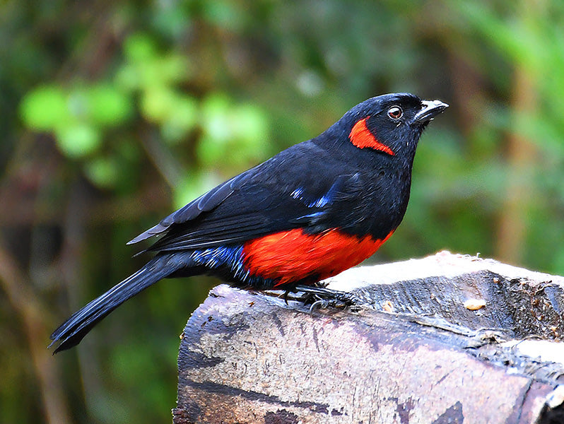 Scarlet-bellied Mountain-tanager, Anisognathus lulunatus, Tangará Escarlata