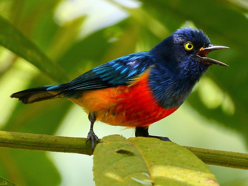 Scarlet-breasted Dacnis, Dacnis berlepschi,  Dacnis Pechirroja
