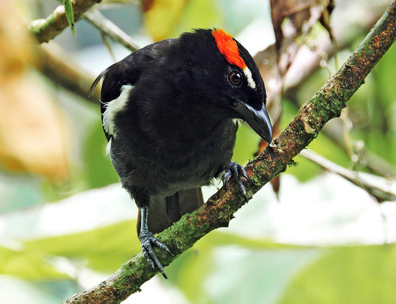 Scarlet-browed Tanager, Heterospingus xanthopygius, Chambergo Cejirrojo