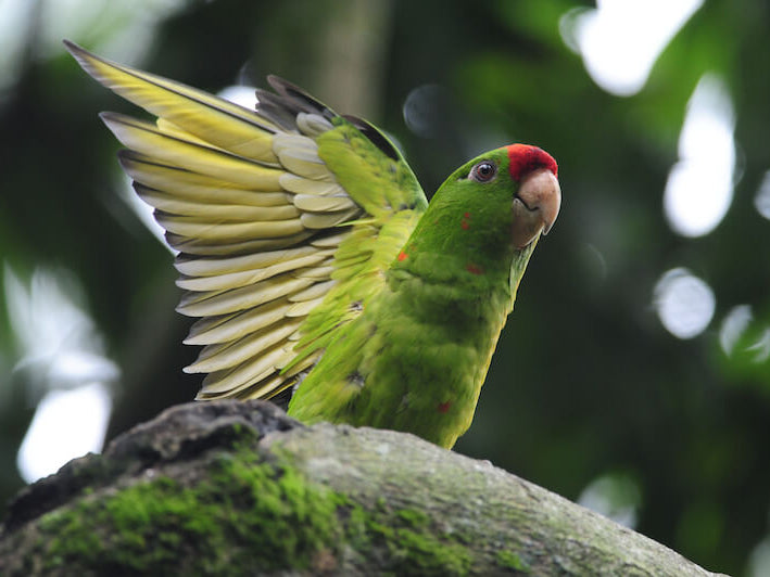 Scarlet-fronted Parakeet, Psittacara wagleri, Perico Frentirrojo