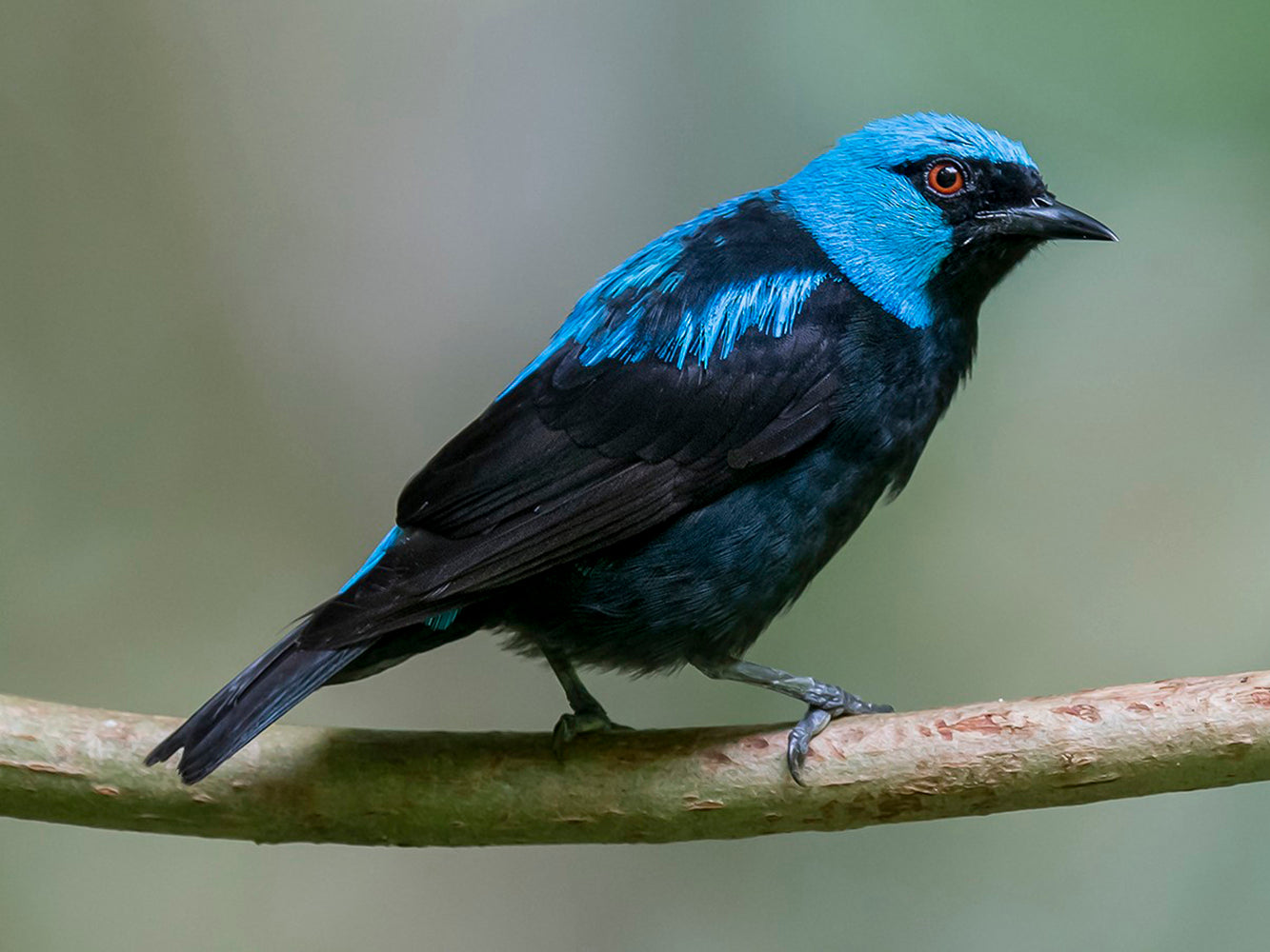 Female Scarlet-thighed Dacnis, Dacnis venusta, Dacnis Negriazul