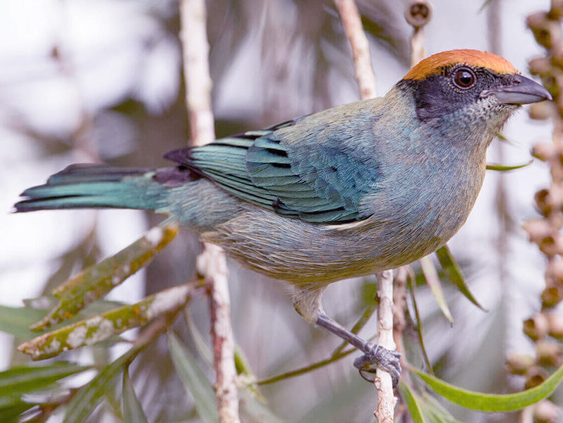 Scrub Tanager, Stilpnia vitrolina, Tangará Rastrojera