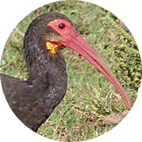 Sharp-tailed Ibis, Tarotaro, Cercibis oxycerca