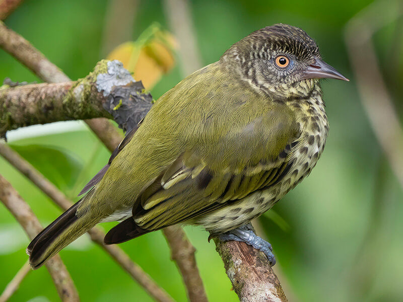 Sharpbill, Oxyruncus cristatus, Picoagudo