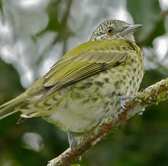 sharp bill, passeriformes, oxyruncidae