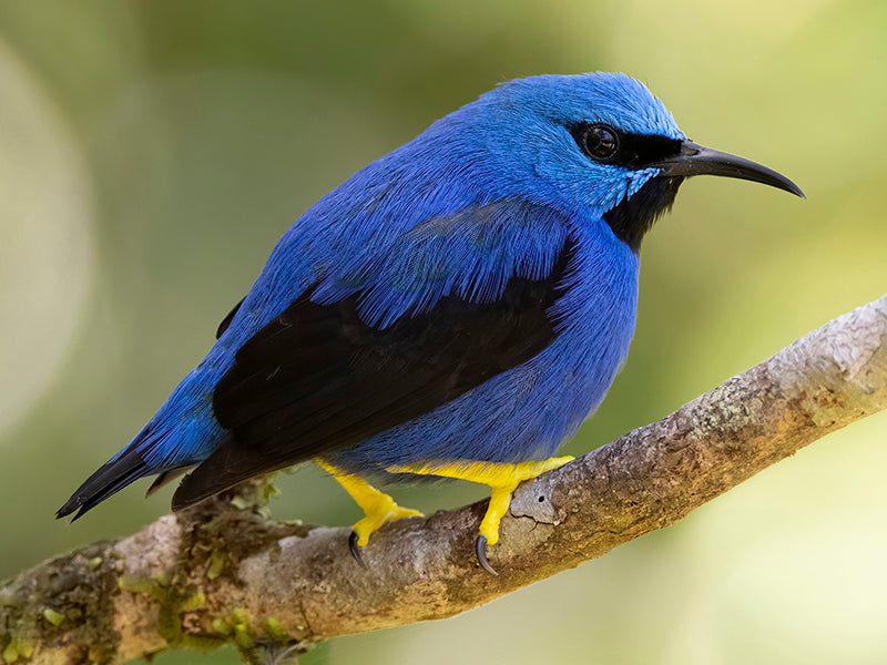 Shining Honeycreeper, Cyanerpes lucidus, Mielero Patiamarillo