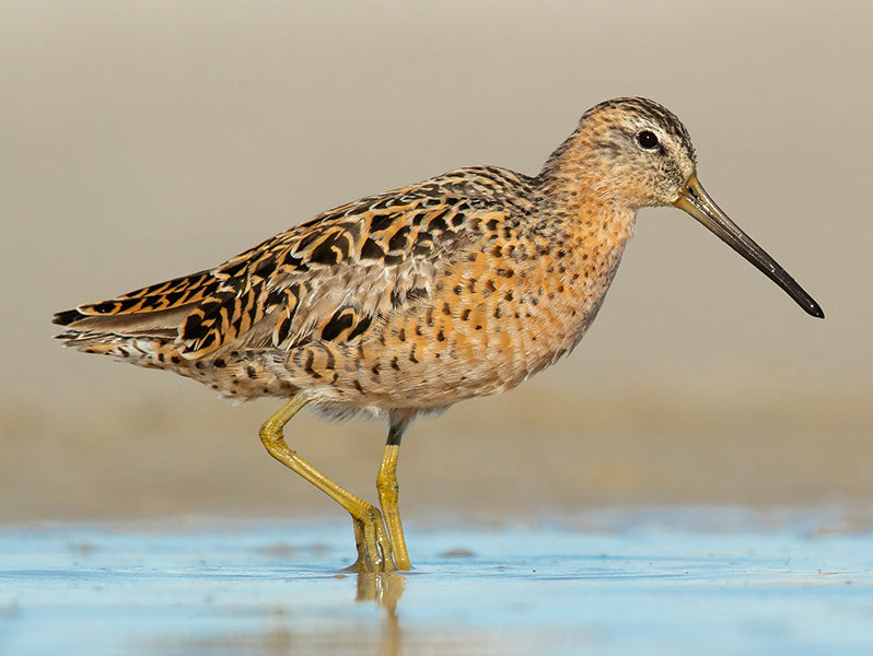 Short-billed Dowitcher, Limnodromus griseus, Becasa Piquicorta