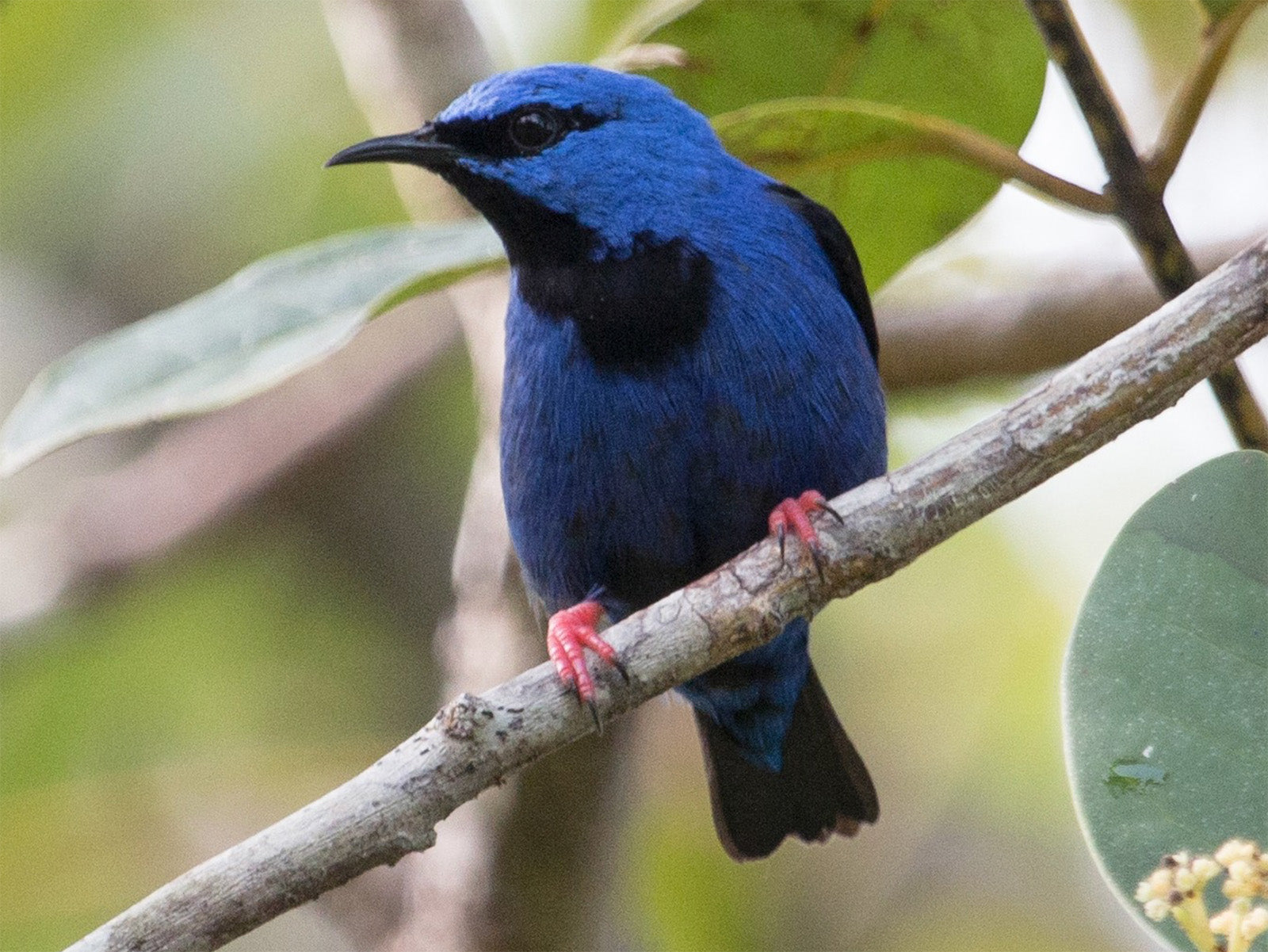 Short-billed Honeycreeper, Cyanerpes nitidus, Mielero Pico-de-luna