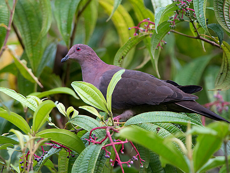 Short-billed Pigeon, Paloma Piquicorta