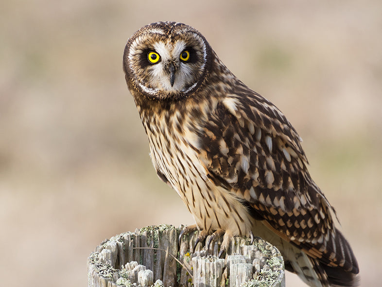 Short-eared Owl, Asia flammeu, Búho Campestre