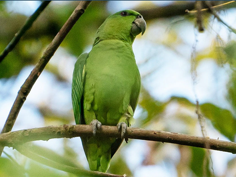 Short-tailed Parrot, Greydidascalus brachyurus, Cotorra Colicorta