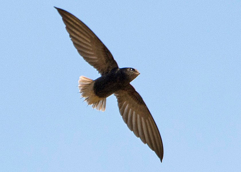 Short-tailed Swift, Chaetura brachyura, Vencejo Rabicorto
