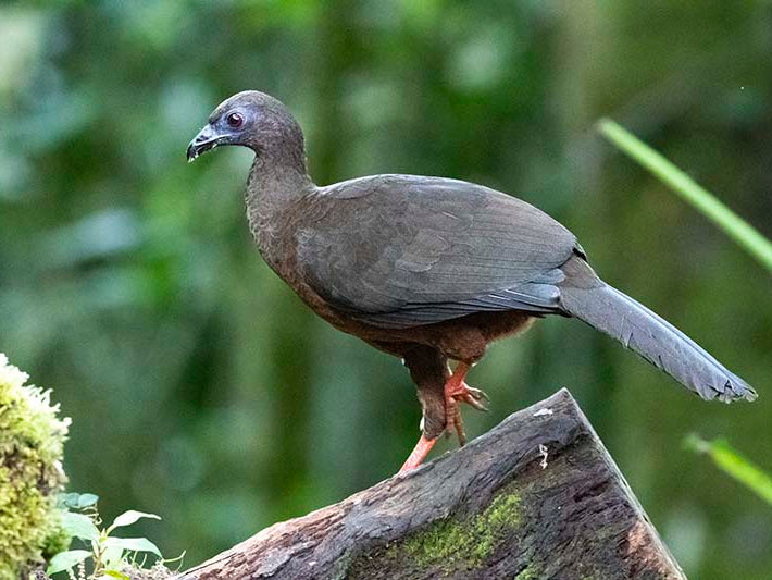 Sickle-winged guan, Chamaepetes goudotii, Pava maraquera