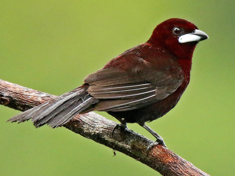 Silver-beaked Tanager, Rhamphocelus carbo, Toche Negro