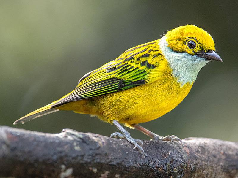 Silver-throated Tanager, Tangara icterocephala, Tangará Amarilla