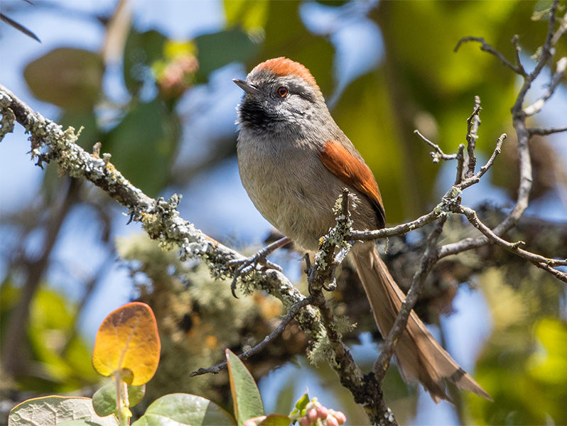 Silvery-throated Spinetail, Synallaxis subpudica, Chamicero Cundiboyacense