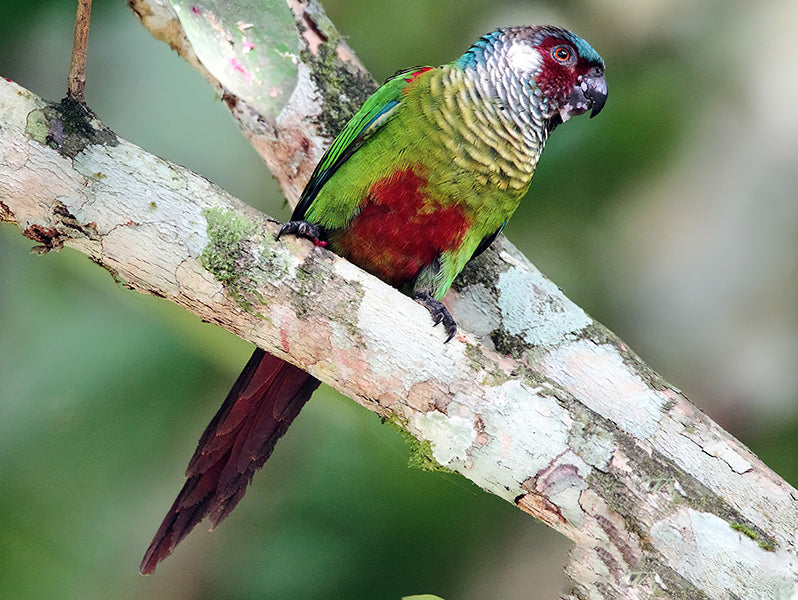 Sinu Parakeet or Painted Parakeet, Pyrrhura subandina, Perco del Sinú