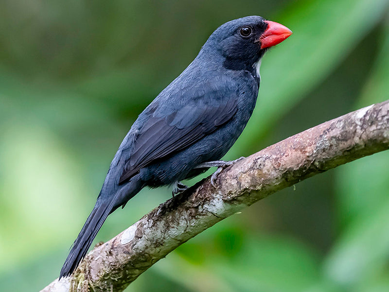 Slate-colored Saltator, Saltator grossus, Picogordo Pizarra