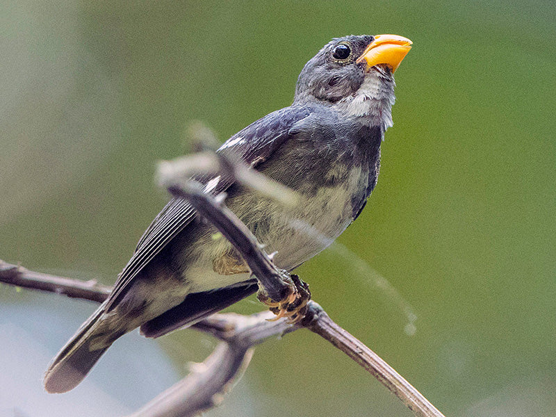 Slate-colored Seedeater, Sporophila schistacea, Espiguero Pizarra