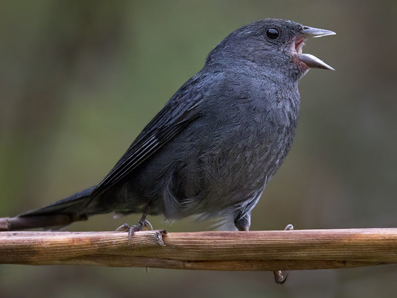 Slaty Finch, Spodiornis rusticus, Gorrión Pizarra