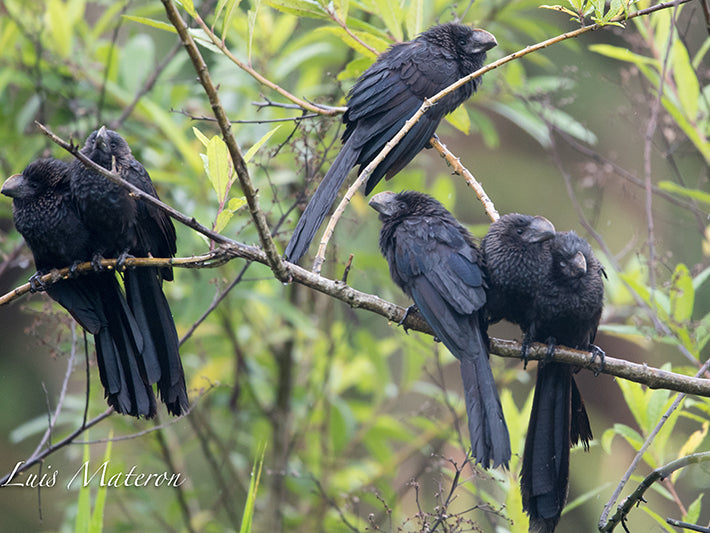 Smooth-billed Ani, Crotophaga ani, Garrapatero piquiliso