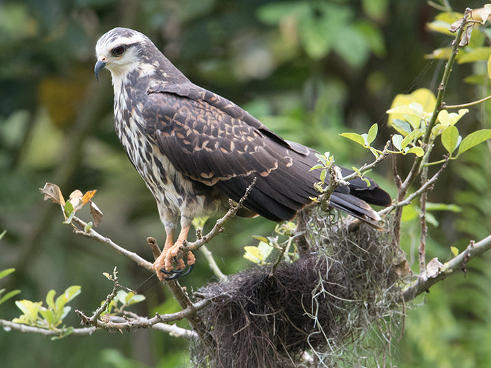 Snail Kite, Rostrhamus sociabilis, Caracolero Común