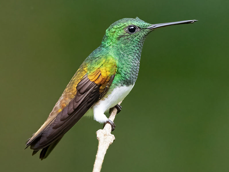 Snowy-bellied Hummingbird, Saucerottia Edward, Amazilia de Edward