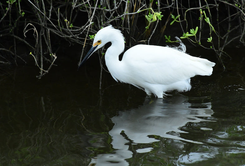Snowy Egret, Egretta thula, Garza Patiamarilla