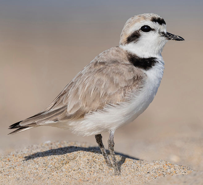 Snowy Plover, Charadrius nivosus, Spanish Name: Chorlitejo Patinegro