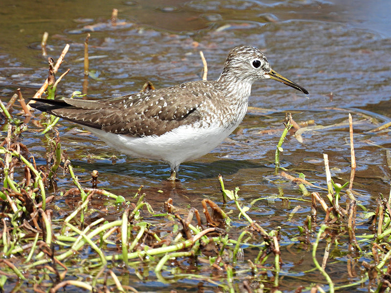 Solitary Sandpiper, Tringa solitaria, Andarríos Solitario