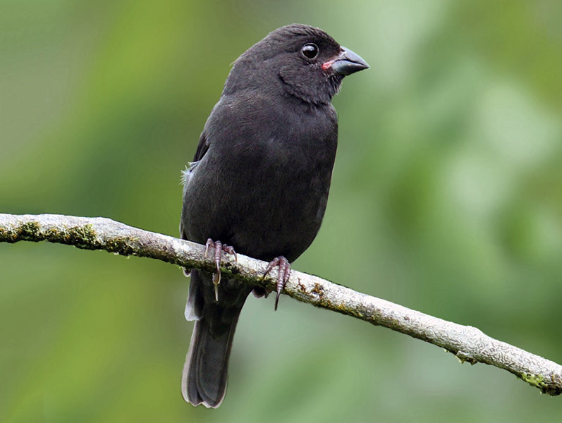Sooty Grassquit, Asemospiza fuliginosa, Semillero Tiznado