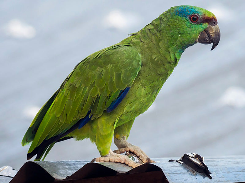 Southern Festive Amazon, Amazona festiva, Lora Festiva