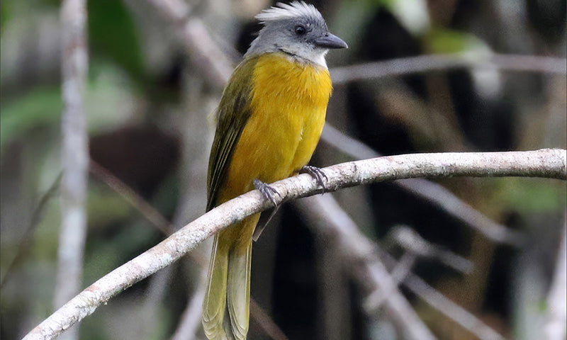 Southern-gray-headed-tanager, Eucometis (penicillata) penicillata, Tangará Cabecigris Sureña