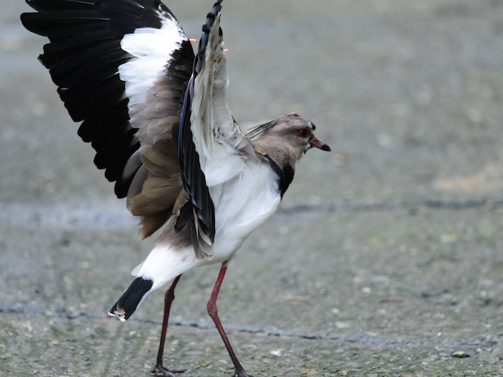 Southern Lapwing, Vanellus chilensis, Pellar Teru-teru