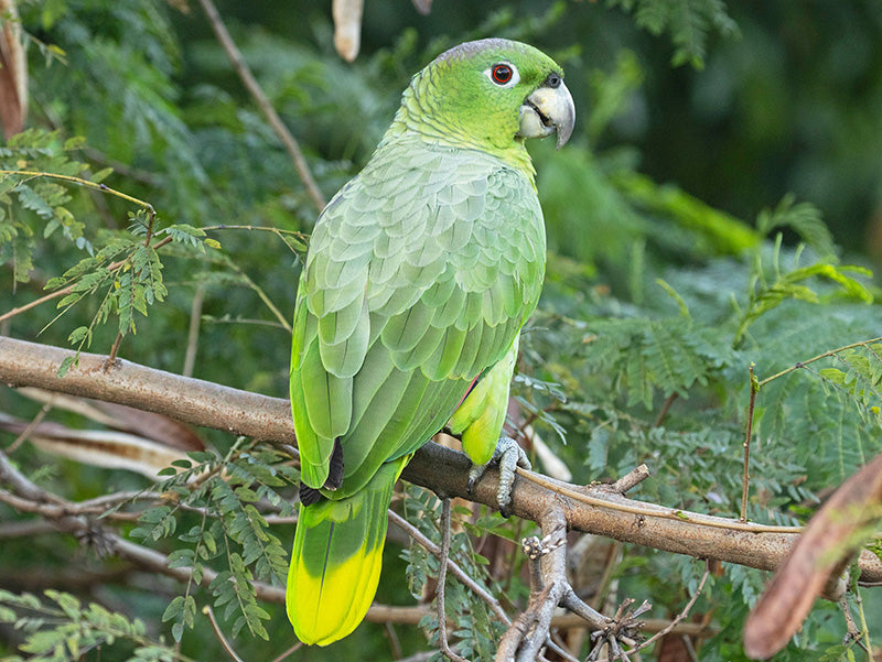 Southern Mealy Amazon, Amazona farinosa, Lora Real