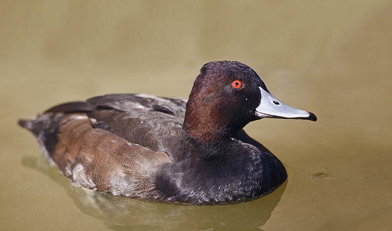 southern pochard
