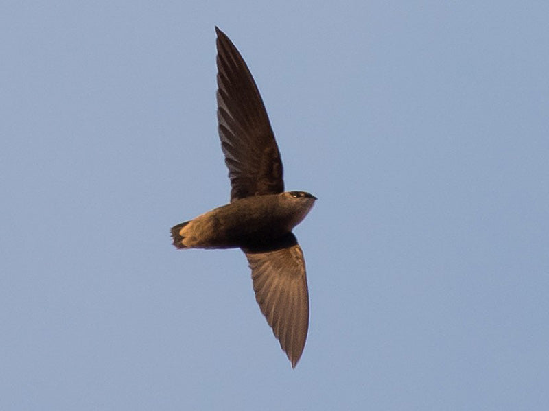 Southern Swift, Chaetura meridionals, Vencejo Sureño