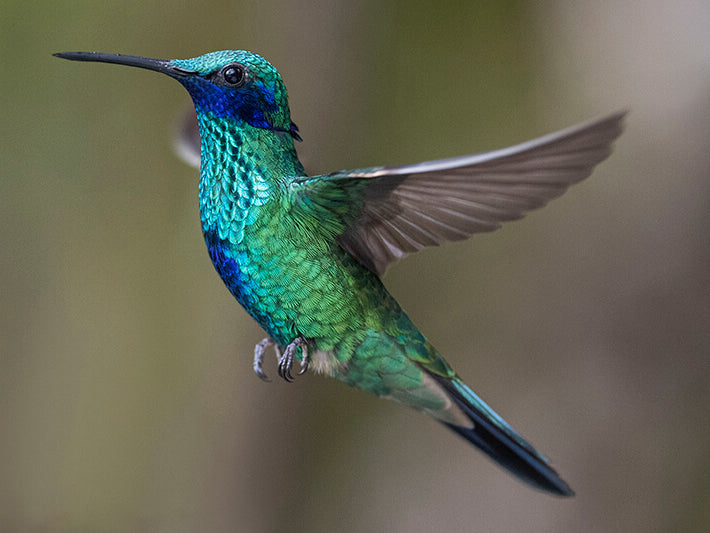 Sparkling Violetear, Colibri coruscansSpanish name: Colibrí Chillón