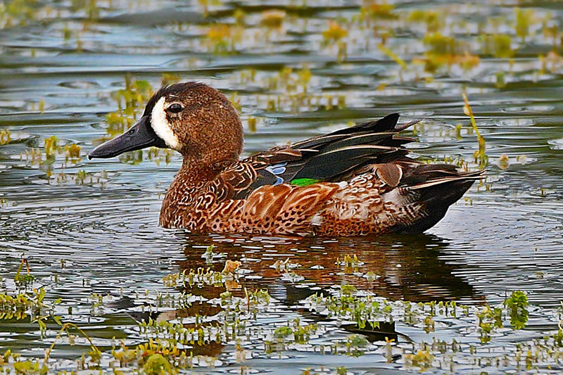 Spatula discors, blue-winged teal, anatidae