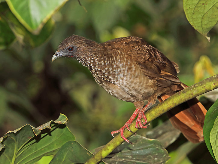 Speckled chachalaca, Ortalis guttata, Guacharaca Variable