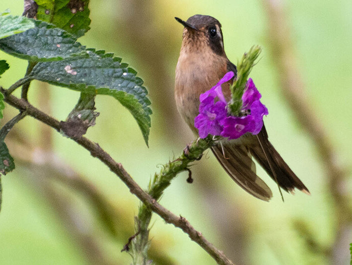 Adelomyia melanogenys, Colibrí Pechipunteado, Speckled Hummingbird