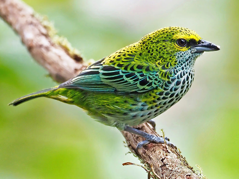 Speckled Tanager, Ixothraupis gutatta, Tangará Pecosa