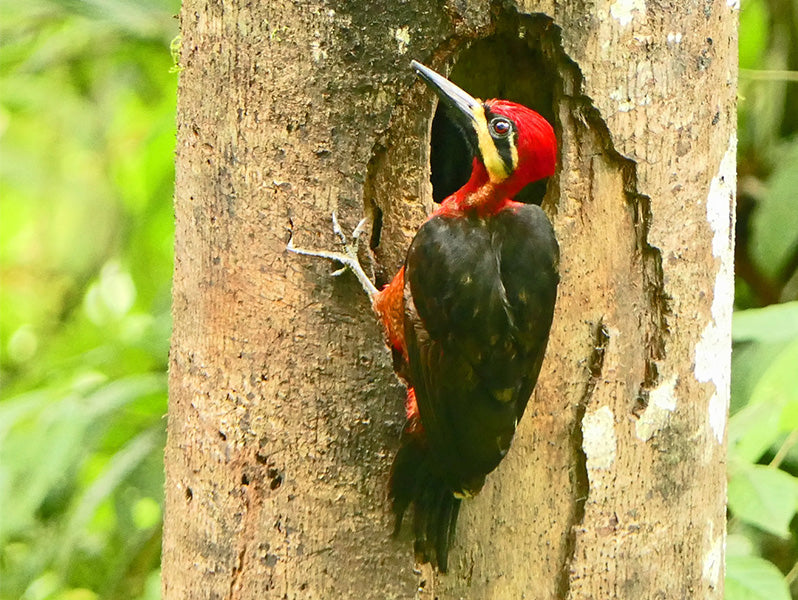 Splendid-woodpecker, Campephilus splendens, Carpintero Espléndido