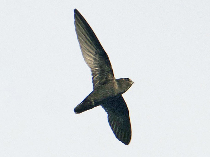 Spot-fronted Swift, Cypseloides cherriei, Vencejo Cuatro-ojos