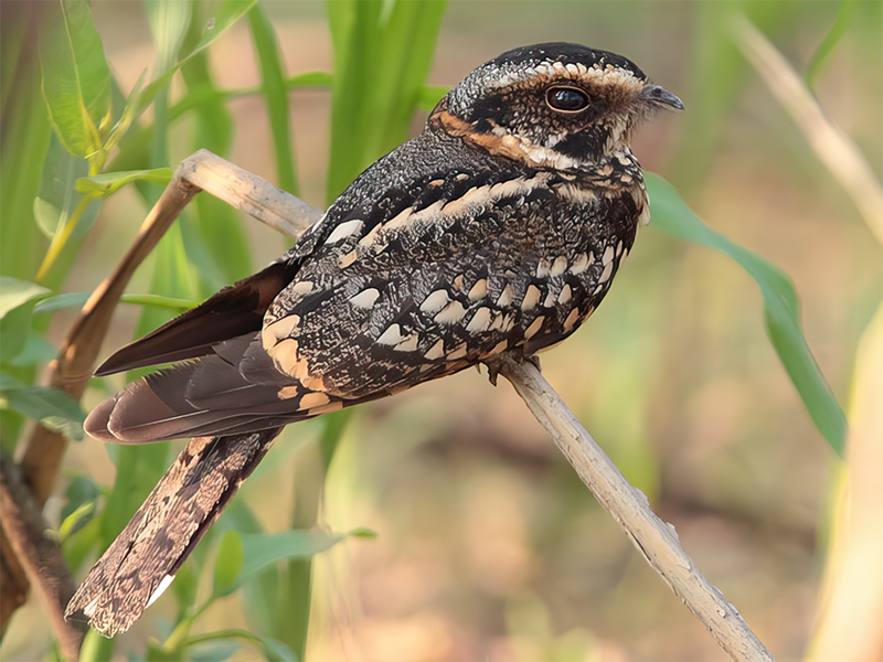 Spot-tailed Nightjar,
