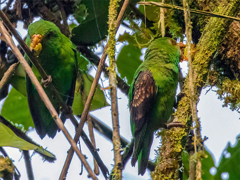 Spot-winged Parrotlet, Touit stictopterus, Periquito Albipunteado