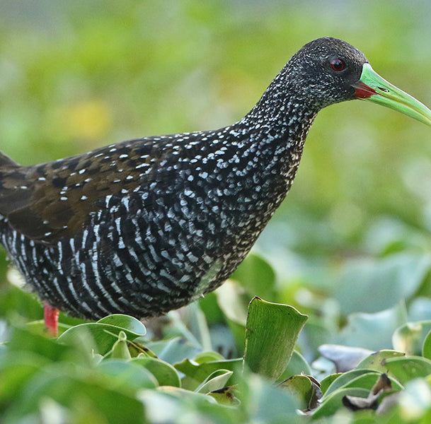 Spotted Rail, Pardirallus maculatus, Rascón Overo